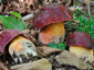 Boletus dupainii