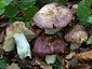 Russula romellii