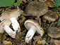 Russula nigricans