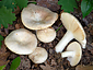 Russula galochroa