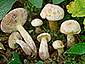 Lactarius aspideus