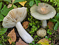 Russula aeruginea