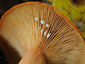 Lactarius fulvissimus