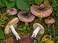 Russula versicolor