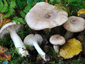 Lactarius uvidus