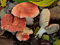 Russula luteotacta