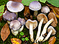 Cortinarius croceocoeruleus