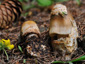 Amanita umbrinolutea