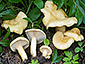 Lactarius flavoaspideus