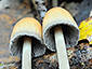 Coprinellus micaceus