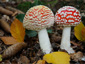 Amanita muscaria