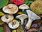 Lactarius evosmus