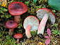 Russula renidens