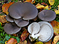 Pleurotus ostreatus