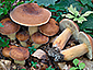 Lactifluus volemus