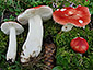 Russula emetica