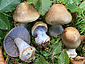 Cortinarius anserinus