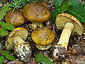 Cortinarius xanthochlorus