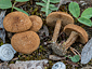 Inocybe dulcamara