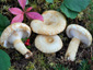 Lactarius olivinus