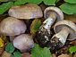 Cortinarius largus