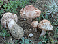 Leucoagaricus littoralis