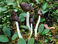 Helvella capucina