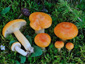 Lactarius porninsis