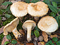 Lactarius mairei