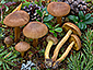 Cortinarius cinnamomeus