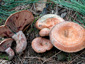 Lactarius sanguifluus