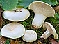 Lactifluus glaucescens