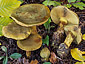 Cortinarius atrovirens