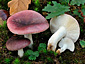 Russula fragilis var. fragilis