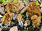 Gyromitra gigas