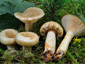 Lactarius olivinus