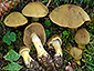 Cortinarius venetus