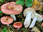 Russula rivulicola