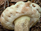 Tylopilus felleus