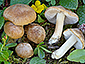 Inocybe canescens