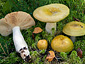 Russula graminea