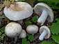 Russula galochroa