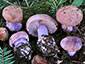 Cortinarius dibaphus