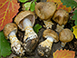 Cortinarius olidus