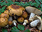 Russula foetens