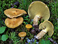 Suillus cavipes