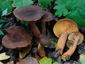 Lactarius subumbonatus