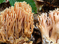 Ramaria formosa