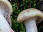 Hygrophorus erubescens var. persicolor