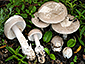 Amanita cistetorum